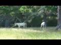 2007 Appaloosa foals at Sparkling Acres Appaloosas