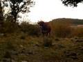 videos de Vaca Riojana