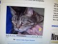 WBRZ Invstegates Animal Shelter Killing