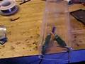Exploding Capacitor