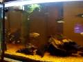 videos de Aquarium