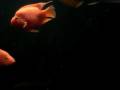 videos de Red Parrot Community