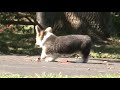 Sidney-Wendy Puppies 11 weeks