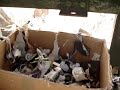 Destrucci�n de Calzado Deportivo