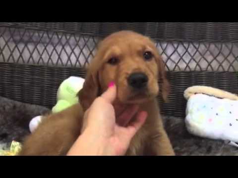 Handsome & Affectionate Male Golden Retriever!