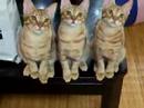 「[ネコ]見事なシンクロ率を魅せる、スポーツ観戦中の三匹の猫。」のイメージ