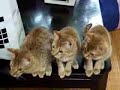 [ネコ]見事なシンクロ率を魅せる、スポーツ観戦中の三匹の猫。のサムネイル3