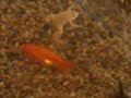 Mis mascotitas acuaticas