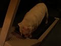 Bulldog Gets in Shape