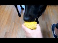 Chanukah eat kosher corn cob