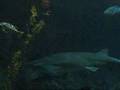 Monterey Bay Aquarium: Dragtre Style