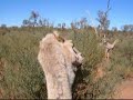 ラクダ動画