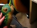 Pleo Pal