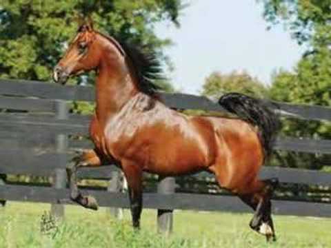 Arabian Horse Heros