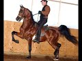 Arabian Horse Heros