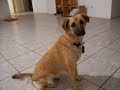 aA fajita se le antojó una fajita