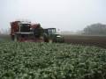 Bieten rooien in Holtheme met John Deere 6420 Bieten rooien in Holtheme met John Deere 6420