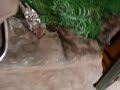 Phantasia Land - Black Mamba