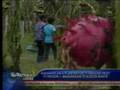 TV Patrol Laoag June 25 08 Part 2