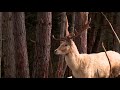 Check out the new film project from Candide Thovex