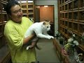 Buddhist Cat