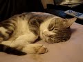 眠りネコ動画