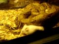 my python has it's own pet!