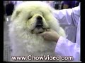 How to Raise a Happy Healthy Chow Chow
