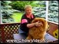 How to Raise a Happy Healthy Chow Chow