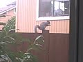 A Squirrel friend of mine. Rocky