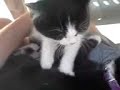cat massage quila and tweeny