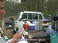 Tasmanian Devil Trapping - DEVILS ON THE VERANDAH