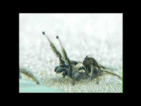 youtube-img