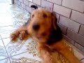 Airedale puppy eating carrots