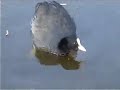 Waterhoen met jongen Waterhoen met jongen