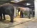 Elefante asesino