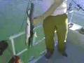 Stringer of fish at lake Shasta