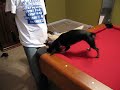 Chi-Chi Plays Pool Chi-Chi Plays Pool