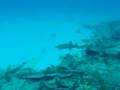 videos de Nurse Shark 2