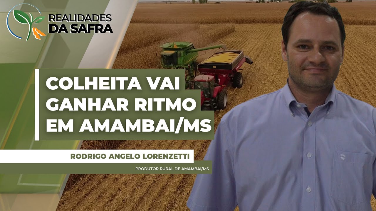 Colheita do milho prestes a ganhar ritmo em Amambai/MS com boas projeções