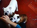 Bulldogs comendo...