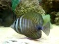 shuggis aquarium -1