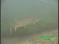 Musky Musky