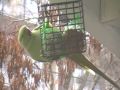 birds nl... rose-ringed parakeet & Common Wood-Pigeon on birdfeeder