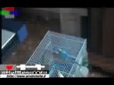 HULKEN (F. B.) COL PAPPAGALLO \"MALVAGIO\": TRA NOI L\