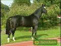 Headlong Horses Headlong Horses