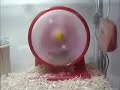 HamsterWhell spinning to fast:)