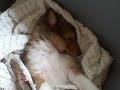 Sleeping Baby Sheltie - Welcome Home Peanut! Sleeping Baby Sheltie - Welcome Home Peanut!