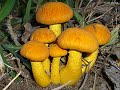 Ventania - Cogumelos Azuis Ventania - Cogumelos Azuis