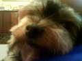 trudy dog trudy dog